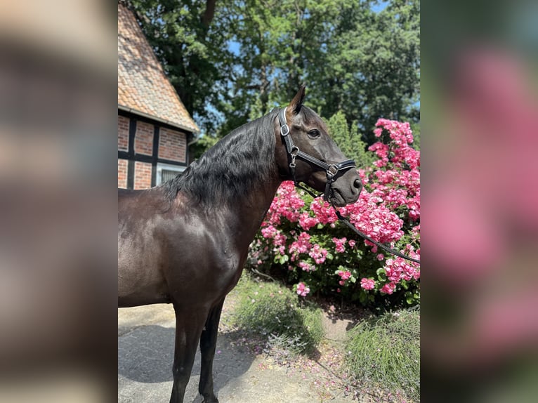 Cruzado Castrone 10 Anni 156 cm Morello in Bruchhausen-Vilsen