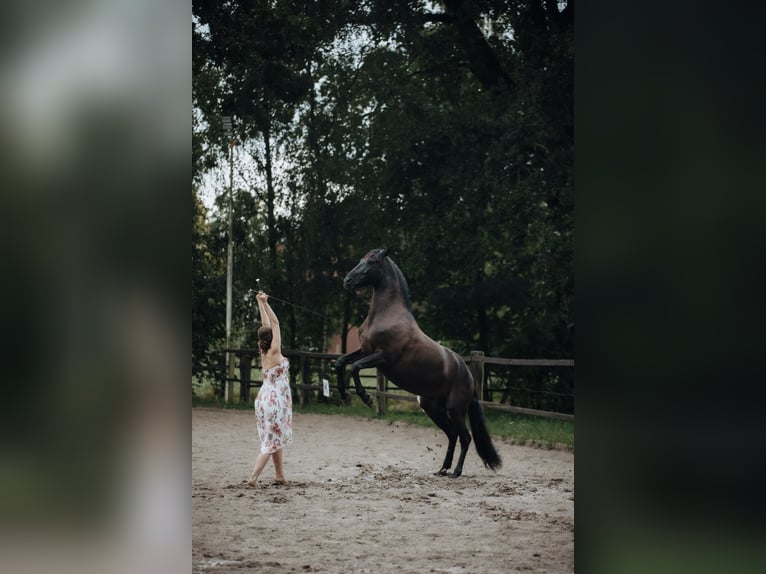Cruzado Castrone 10 Anni 156 cm Morello in Bruchhausen-Vilsen
