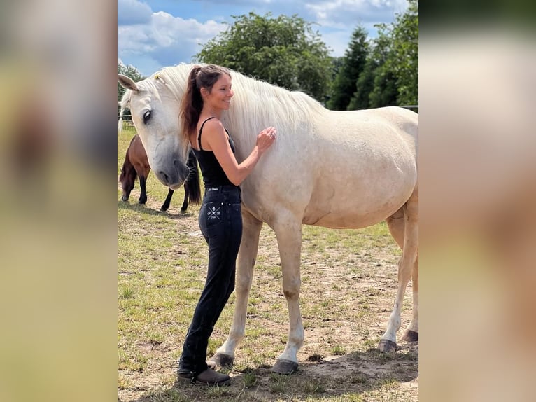 Cruzado Mix Castrone 10 Anni 157 cm Palomino in Köln