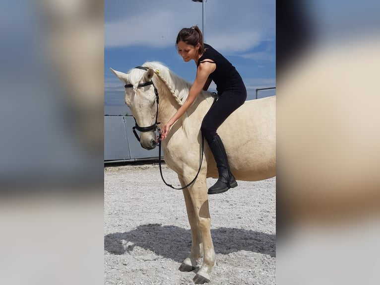 Cruzado Mix Castrone 10 Anni 157 cm Palomino in Köln