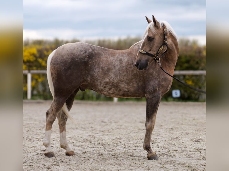 Cruzado Castrone 10 Anni 157 cm Palomino in Neustadt (Wied)