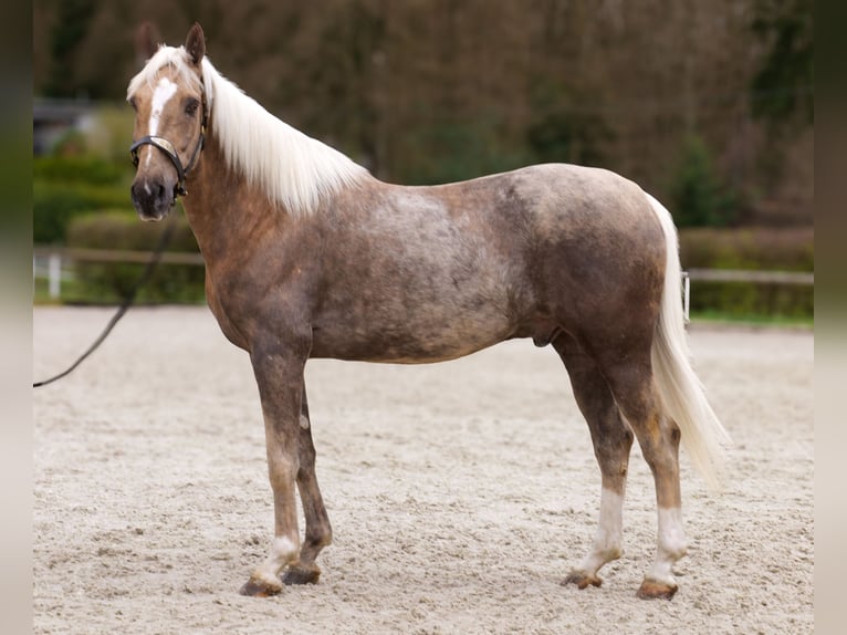 Cruzado Castrone 10 Anni 157 cm Palomino in Neustadt (Wied)