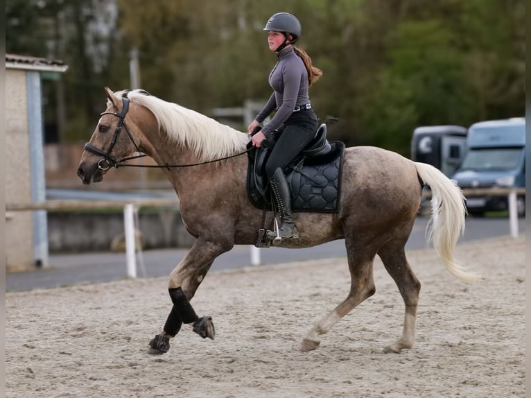 Cruzado Castrone 10 Anni 157 cm Palomino in Neustadt (Wied)