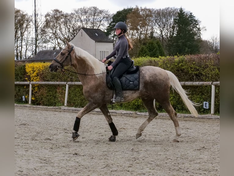 Cruzado Castrone 10 Anni 157 cm Palomino in Neustadt (Wied)
