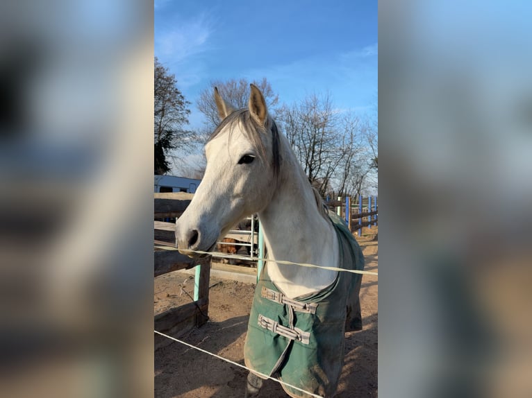 Cruzado Castrone 11 Anni 150 cm Grigio pezzato in Weiterstadt