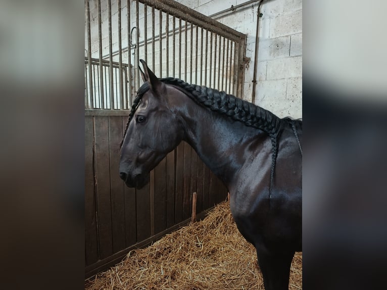 Cruzado Castrone 11 Anni 153 cm Morello in Schönau