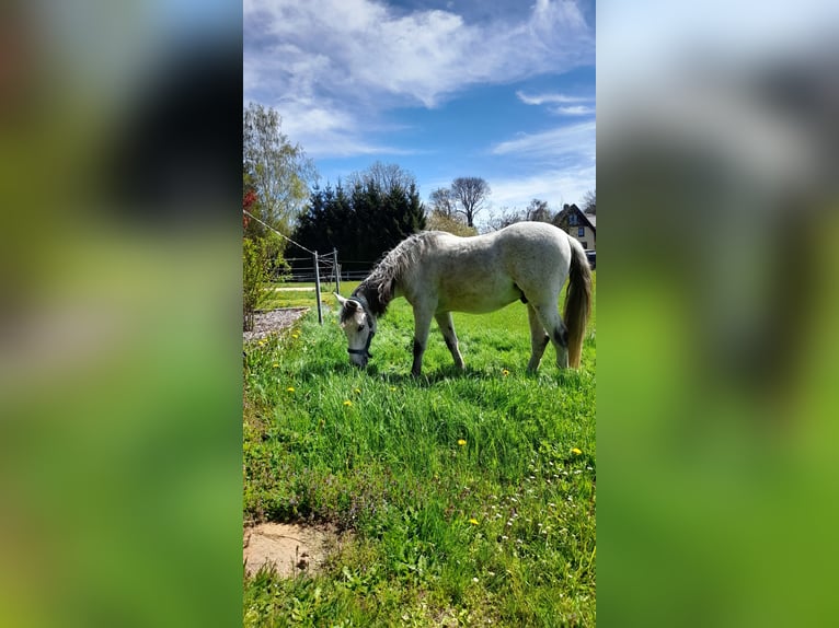 Cruzado Castrone 11 Anni 156 cm Grigio trotinato in Callenberg