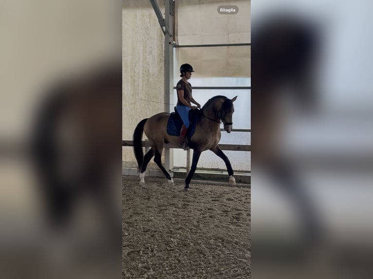 Cruzado Castrone 11 Anni 158 cm Pelle di daino in Panicale