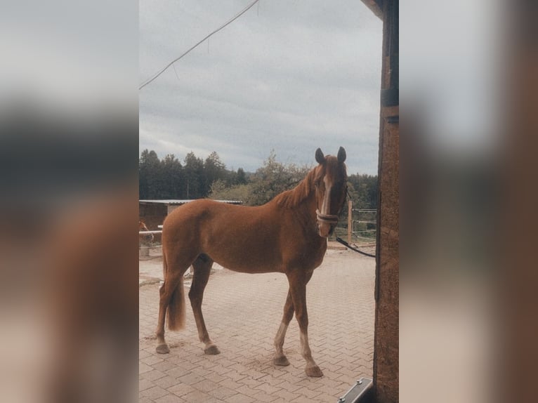 Cruzado Castrone 11 Anni 160 cm Sauro in Hergatz