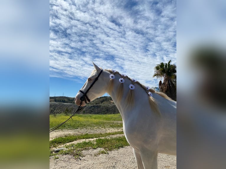 Cruzado Castrone 11 Anni 162 cm Palomino in Málaga