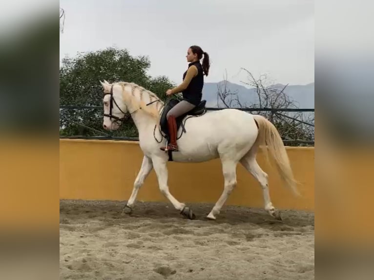 Cruzado Castrone 11 Anni 165 cm Bianco in Malaga