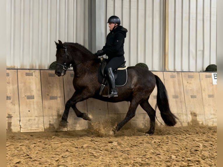 Cruzado Castrone 12 Anni 158 cm Baio scuro in Neustadt (Wied)