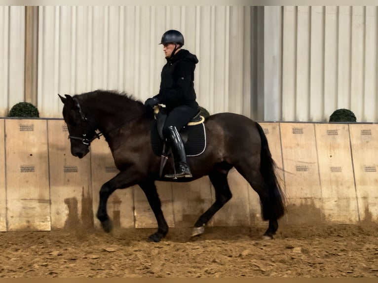 Cruzado Castrone 12 Anni 158 cm Baio scuro in Neustadt (Wied)