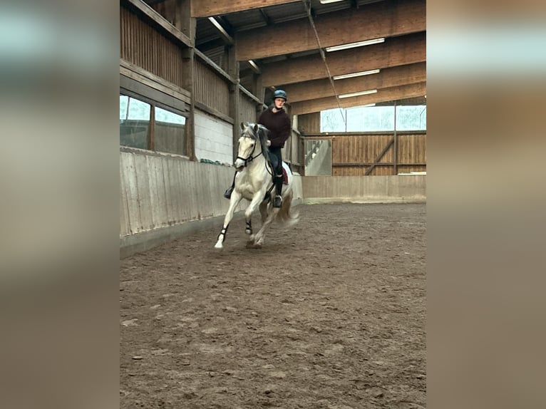 Cruzado Castrone 12 Anni 158 cm Grigio in Prichsenstadt