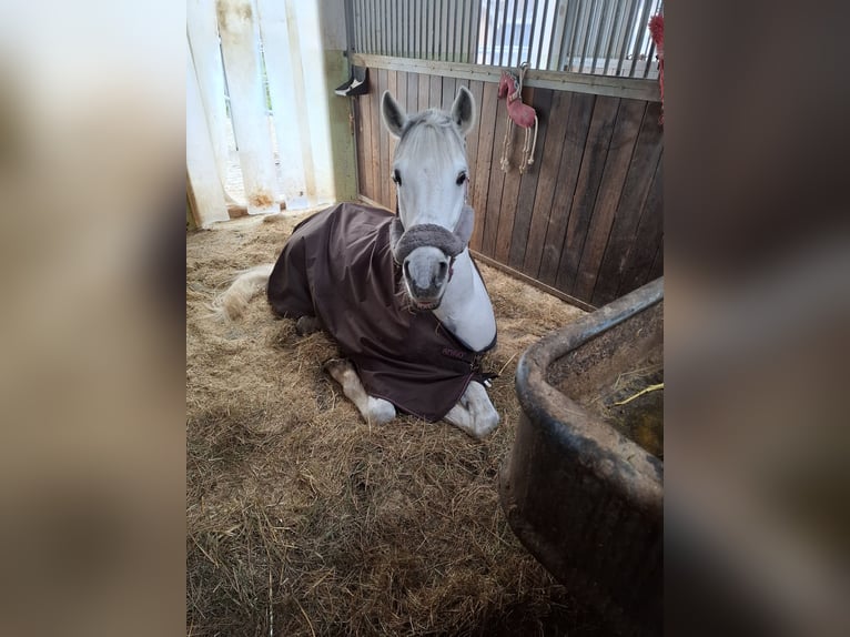 Cruzado Castrone 12 Anni 159 cm Grigio in Waakirchen