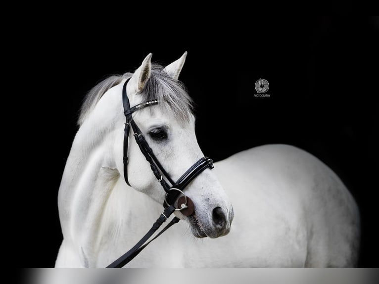 Cruzado Castrone 12 Anni 159 cm Grigio in Waakirchen