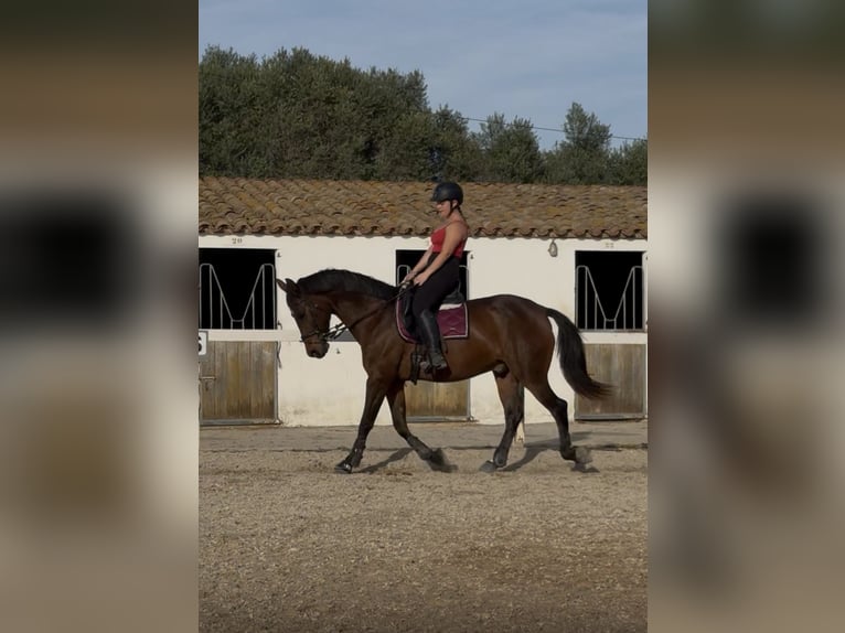 Cruzado Castrone 12 Anni 160 cm Baio in Vilaplana