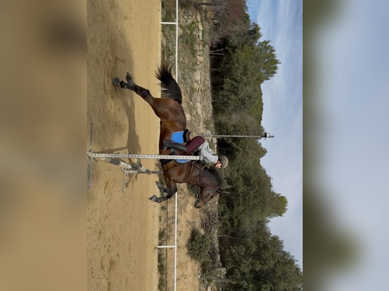 Cruzado Castrone 12 Anni 160 cm Baio in Vilaplana