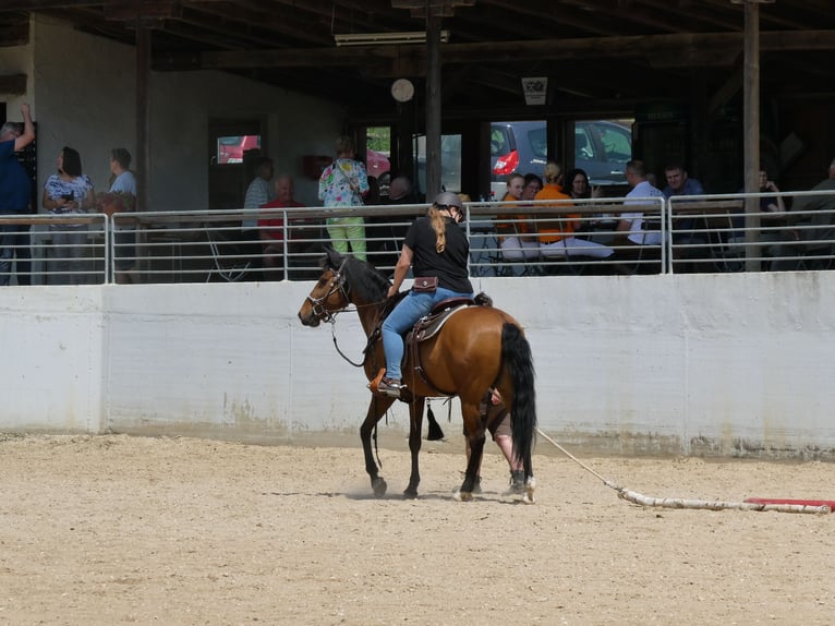 Cruzado Castrone 12 Anni 162 cm Baio in Nandlstadt