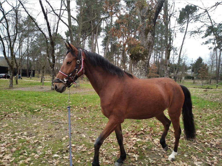 Cruzado Mix Castrone 12 Anni 163 cm Baio chiaro in Vila Pouca de Aguiar