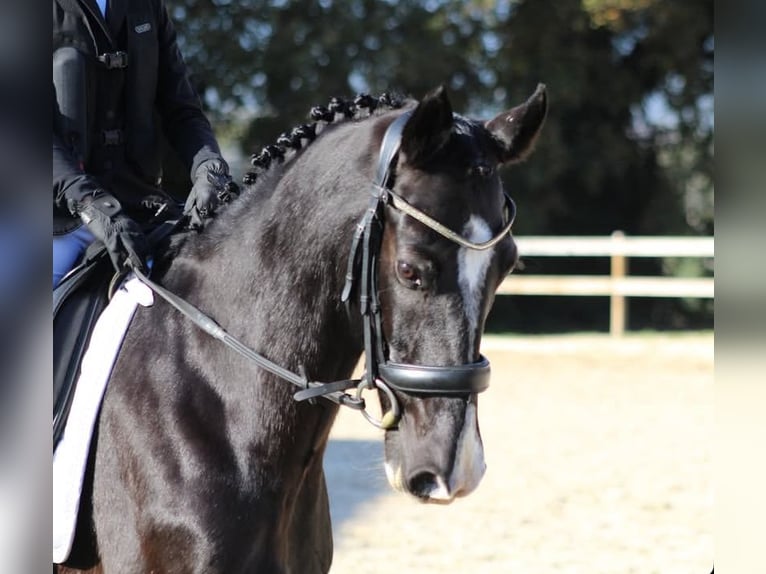Cruzado Castrone 13 Anni 149 cm Morello in Blanes