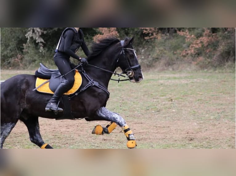 Cruzado Castrone 13 Anni 149 cm Morello in Blanes