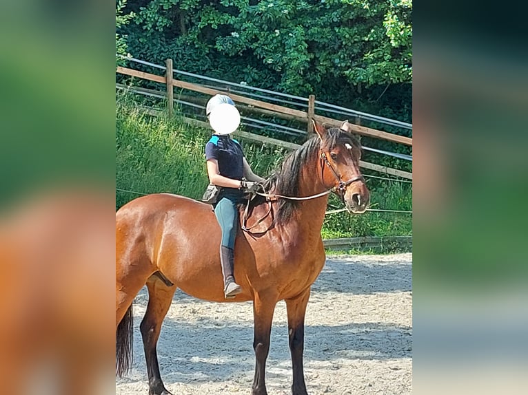 Cruzado Castrone 14 Anni 160 cm Baio in Iserlohn