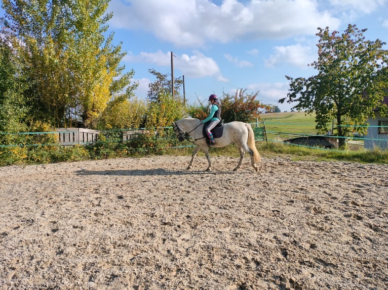 Cruzado Castrone 15 Anni 143 cm Grigio pezzato in Furth