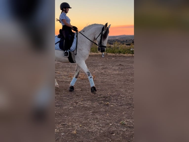 Cruzado Castrone 17 Anni 160 cm Grigio trotinato in Los Santos De Maimona