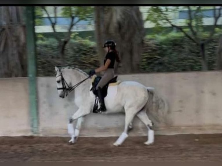 Cruzado Castrone 17 Anni 160 cm Grigio trotinato in Los Santos De Maimona