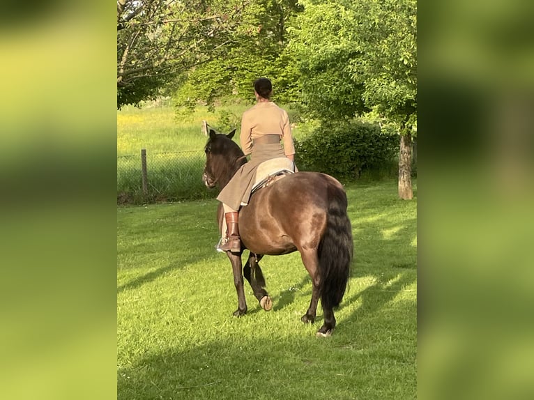 Cruzado Castrone 18 Anni 153 cm Baio ciliegia in Stolberg (Rheinland)