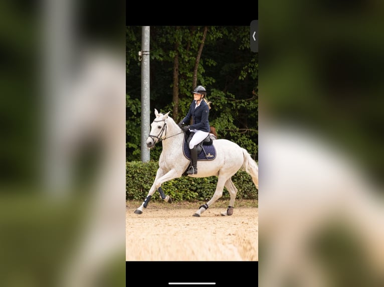 Cruzado Castrone 19 Anni 156 cm Grigio trotinato in Trier