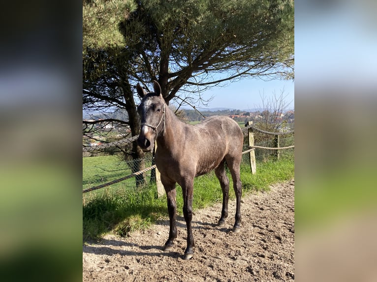 Cruzado Castrone 1 Anno Grigio in Poligono Industrial A Gandara