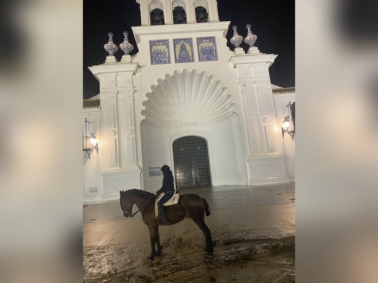 Cruzado Mix Castrone 20 Anni 160 cm Baio ciliegia in Tazona