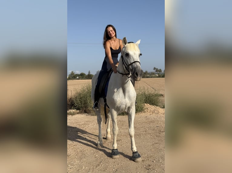 Cruzado Castrone 23 Anni 157 cm Grigio in Montebello