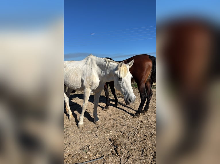 Cruzado Castrone 23 Anni 157 cm Grigio in Montebello