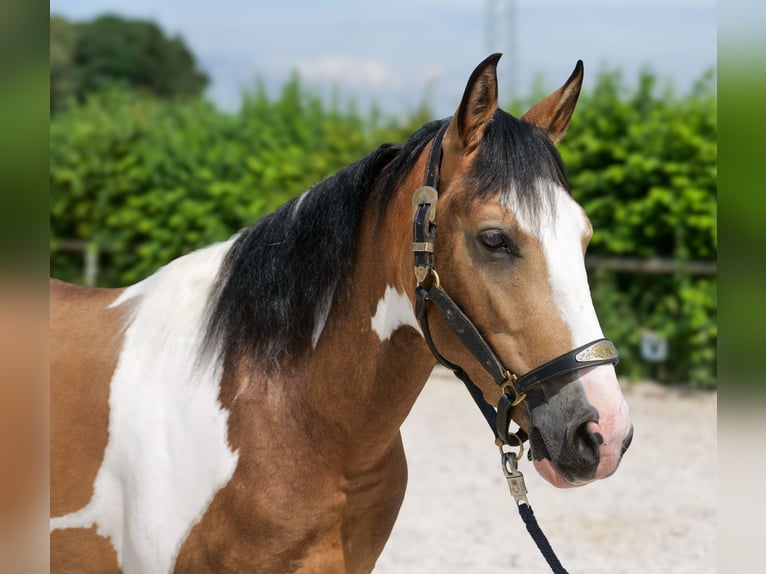 Cruzado Castrone 3 Anni 150 cm Pezzato in Neustadt (Wied)