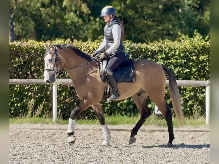 Cruzado Castrone 3 Anni 160 cm Grigio rossastro in Neustadt (Wied)