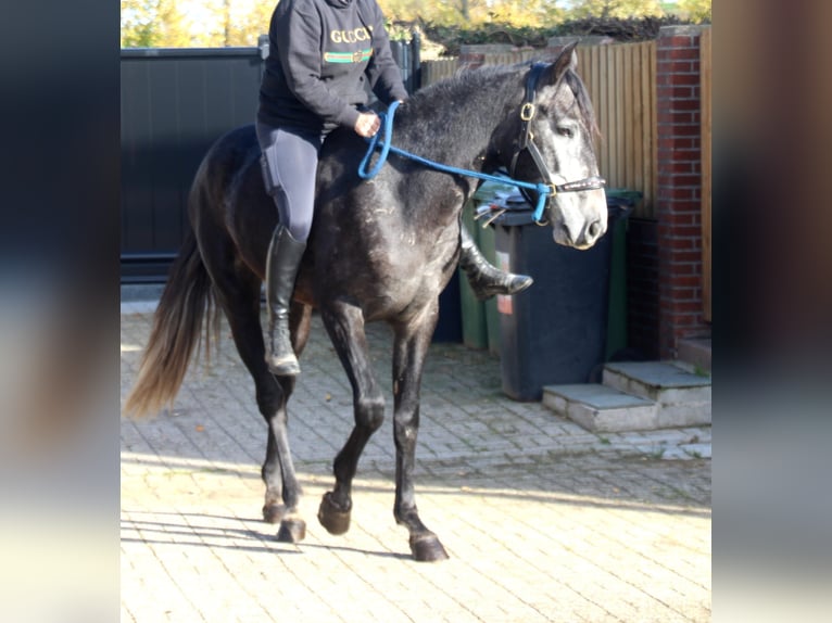 Cruzado Mix Castrone 3 Anni 165 cm Leardo in Nettetal