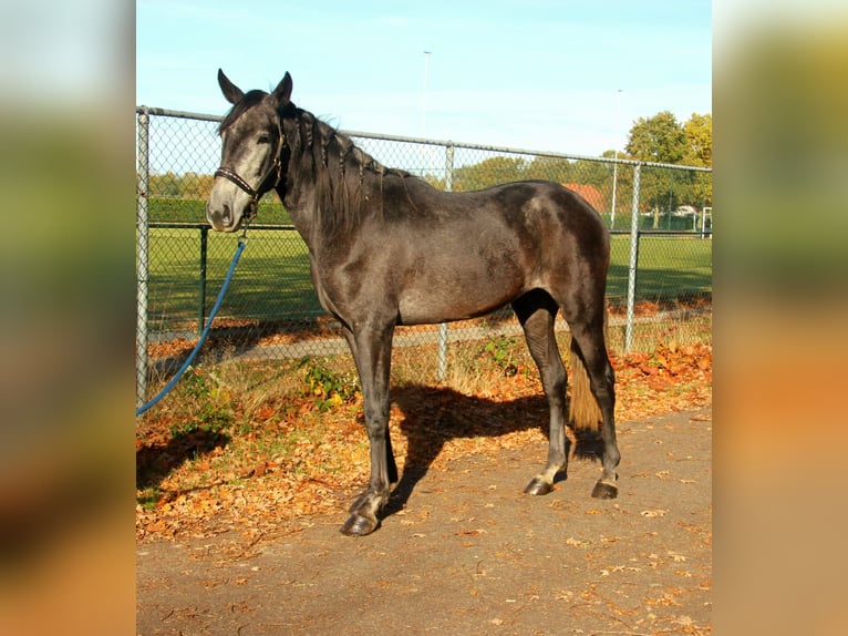 Cruzado Mix Castrone 3 Anni 165 cm Leardo in Nettetal