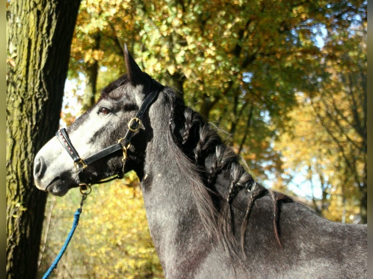 Cruzado Mix Castrone 3 Anni 165 cm Leardo in Nettetal