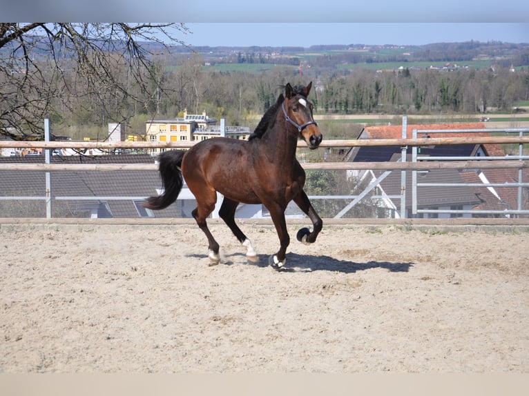 Cruzado Mix Castrone 3 Anni 168 cm Baio scuro in Amlikon-Bissegg