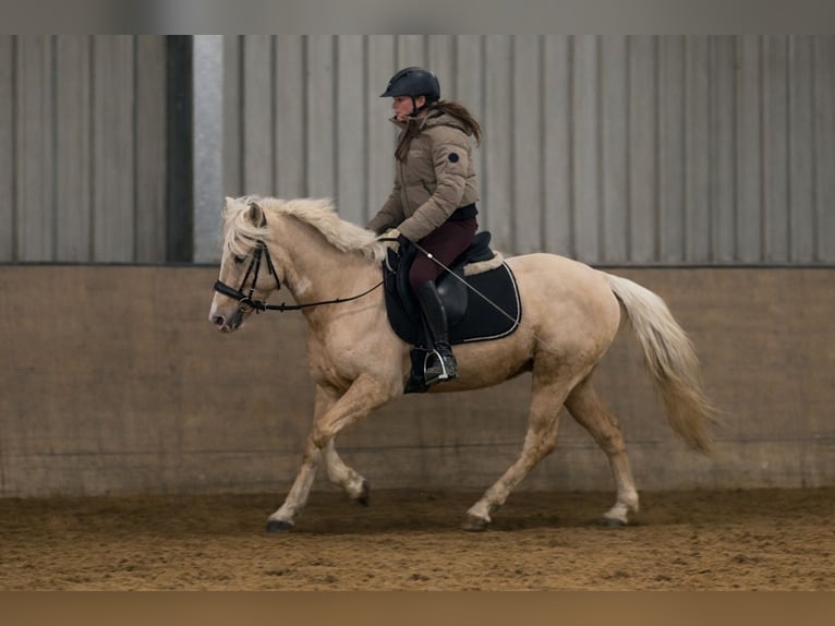 Cruzado Castrone 4 Anni 135 cm Palomino in Neustadt (Wied)