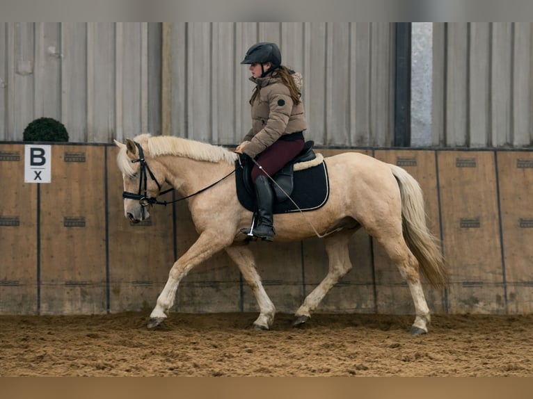 Cruzado Castrone 4 Anni 135 cm Palomino in Neustadt (Wied)