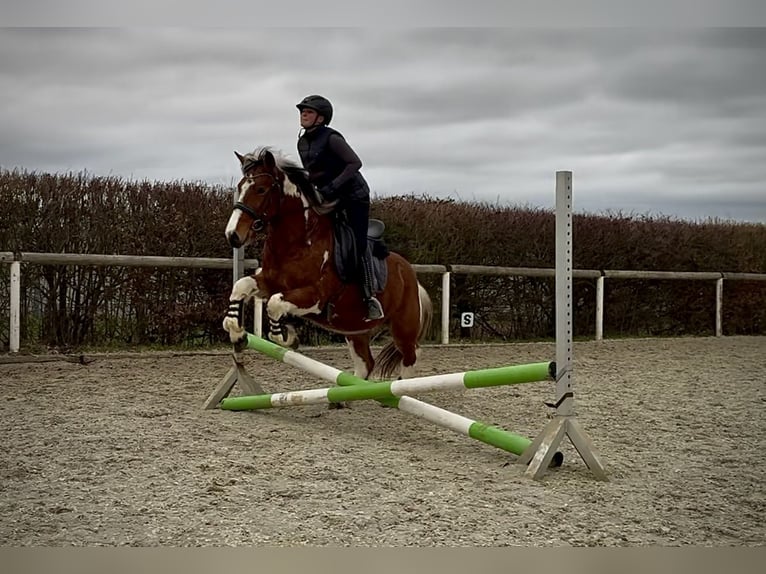 Cruzado Castrone 4 Anni 140 cm Pezzato in Neustadt (Wied)