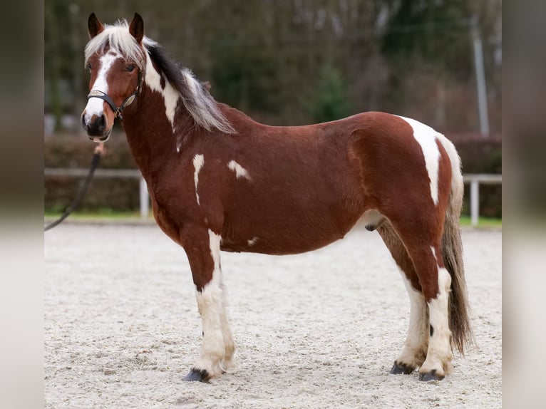Cruzado Castrone 4 Anni 140 cm Pezzato in Neustadt (Wied)