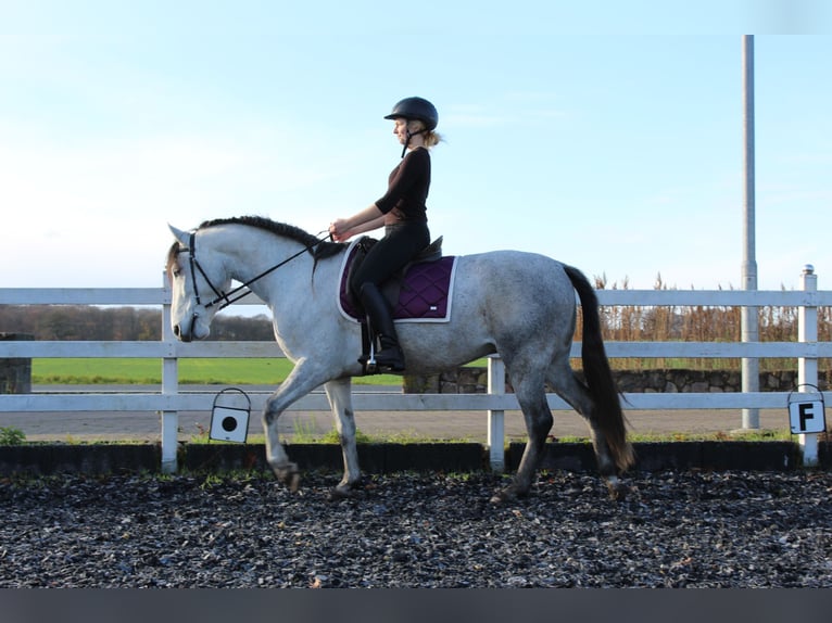 Cruzado Castrone 4 Anni 150 cm Grigio in Rümpel