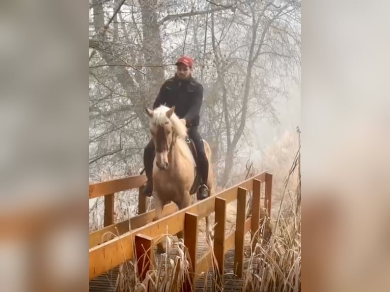Cruzado Castrone 4 Anni 153 cm Palomino in Altusried