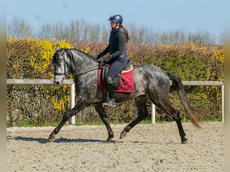 Cruzado Castrone 4 Anni 155 cm Grigio in Neustadt (Wied)