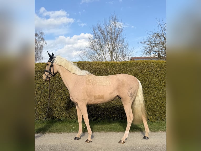 Cruzado Castrone 4 Anni 155 cm Palomino in Laupheim